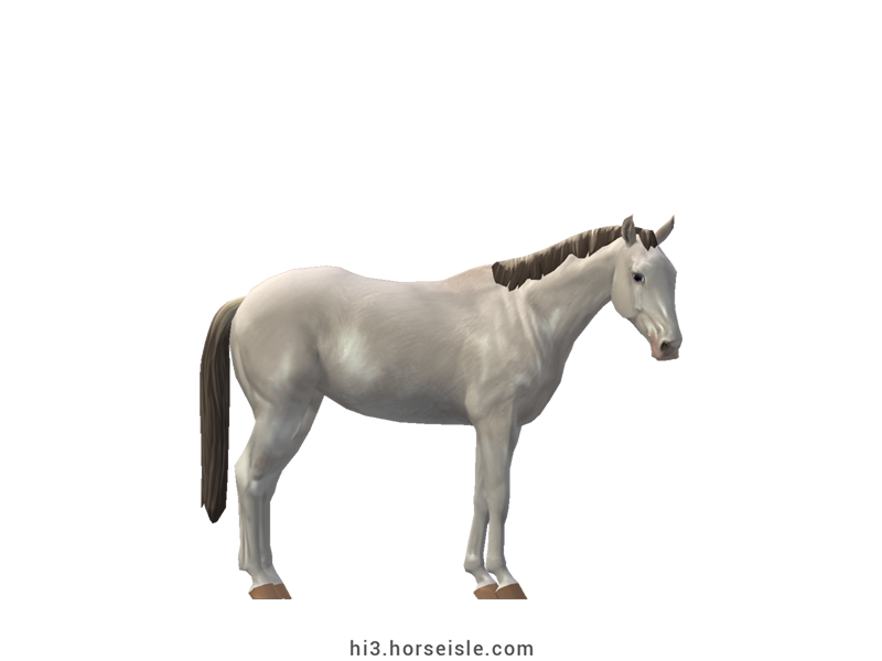 Australian Stock Horse Perlino Dun Sabino Coat